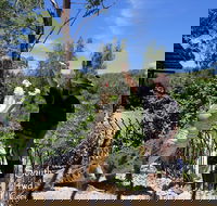 Private Shoalhaven Zoo Experience from Sydney - Tourism Gold Coast