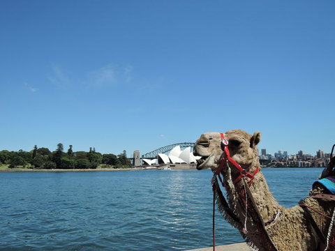 Opera On Sydney Harbour: La Traviata - Tourism Gold Coast 11