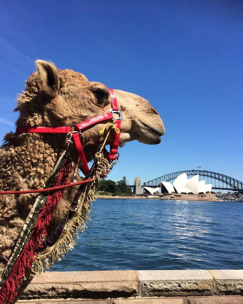 Opera On Sydney Harbour: La Traviata - Tourism Gold Coast 10