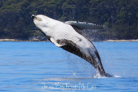 Whale Watching Jervis Bay - Tourism Gold Coast 0