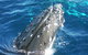 Whale Watching Jervis Bay - thumb 3
