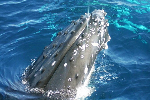 Whale Watching Jervis Bay - Tourism Gold Coast 3