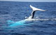 Whale Watching Jervis Bay - thumb 7