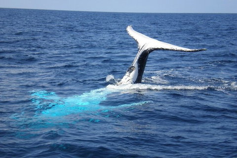 Whale Watching Jervis Bay - Tourism Gold Coast 7