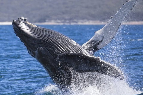 Whale Watching Jervis Bay - Tourism Gold Coast 2