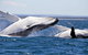 Whale Watching Jervis Bay - thumb 4