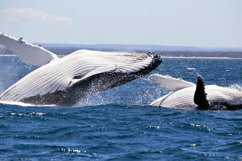 Whale Watching Jervis Bay - Tourism Gold Coast 4
