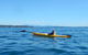 Whale Watching By Sea Kayak In Batemans Bay - thumb 2