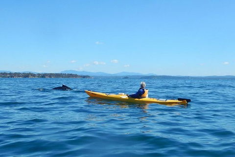 Whale Watching By Sea Kayak In Batemans Bay - Tourism Gold Coast 2