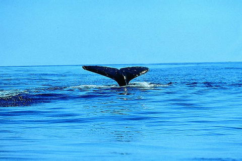 Whale Watching By Sea Kayak In Batemans Bay - Tourism Gold Coast 3