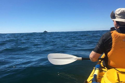 Whale Watching By Sea Kayak In Batemans Bay - Tourism Gold Coast 7