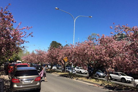 All-Day Blue Mountains Private Tour With Professional Guide For Up To 4 People - Tourism Gold Coast 16