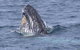Jervis Bay Whale Watching Tour - thumb 1
