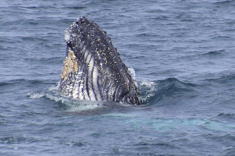 Jervis Bay Whale Watching Tour - Tourism Gold Coast 1