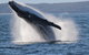 Jervis Bay Whale Watching Tour - thumb 0