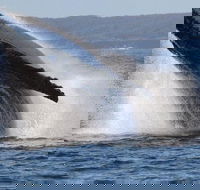 Jervis Bay Whale Watching Tour - Tourism Gold Coast