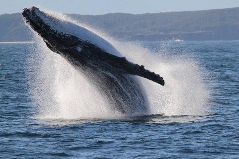 Jervis Bay Whale Watching Tour - Tourism Gold Coast 0