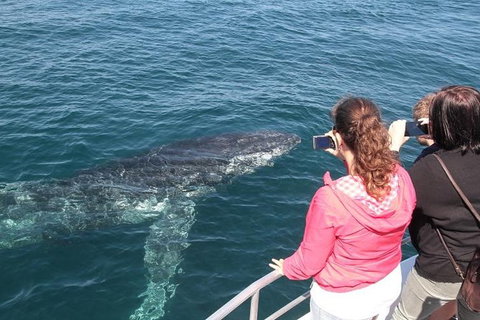Jervis Bay Whale Watching Tour - Tourism Gold Coast 9