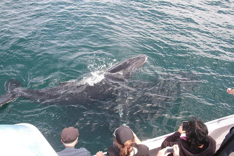 Jervis Bay Whale Watching Tour - Tourism Gold Coast 12