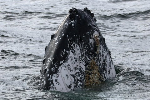 Jervis Bay Whale Watching Tour - Tourism Gold Coast 7