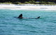 Jervis Bay Whale Watching Tour - thumb 5