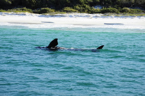 Jervis Bay Whale Watching Tour - Tourism Gold Coast 5