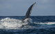Jervis Bay Whale Watching Tour - thumb 8