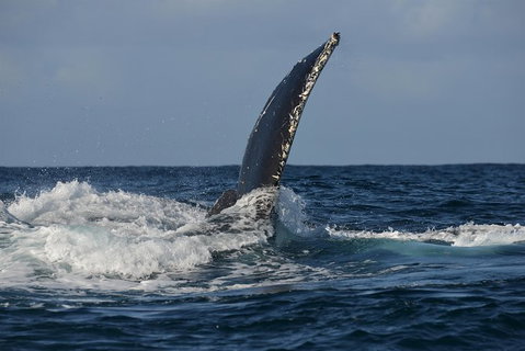 Jervis Bay Whale Watching Tour - Tourism Gold Coast 8
