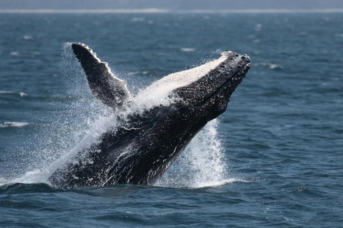 Jervis Bay Whale Watching Tour - Tourism Gold Coast 10