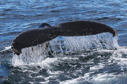 Jervis Bay Whale Watching Tour - Tourism Gold Coast 6
