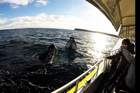 Jervis Bay Whale Watching Tour - Tourism Gold Coast 3