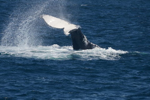 Jervis Bay Whale Watching Tour - Tourism Gold Coast 11