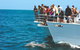 Jervis Bay Boom Netting And Dolphins Tour - thumb 10