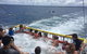 Jervis Bay Boom Netting And Dolphins Tour - thumb 14