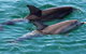 Jervis Bay Boom Netting And Dolphins Tour - thumb 13