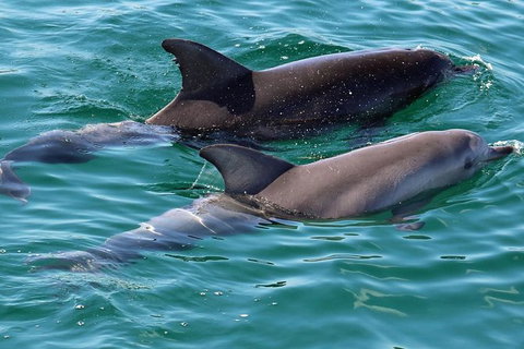 Jervis Bay Boom Netting And Dolphins Tour - Tourism Gold Coast 13