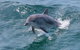 Jervis Bay Boom Netting And Dolphins Tour - thumb 8