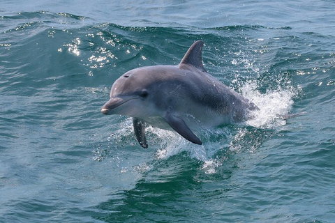 Jervis Bay Boom Netting And Dolphins Tour - Tourism Gold Coast 8