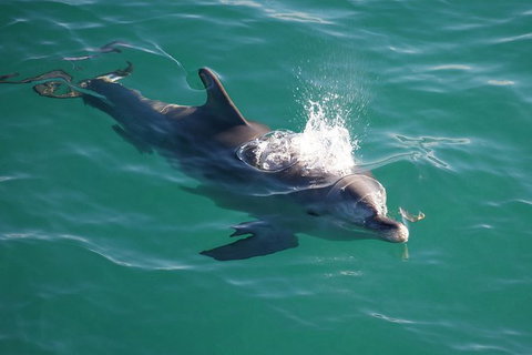 Jervis Bay Dolphin Watch Cruise - Tourism Gold Coast 6