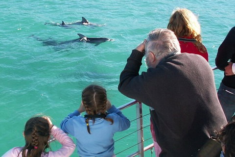 Jervis Bay Dolphin Watch Cruise - Tourism Gold Coast 4