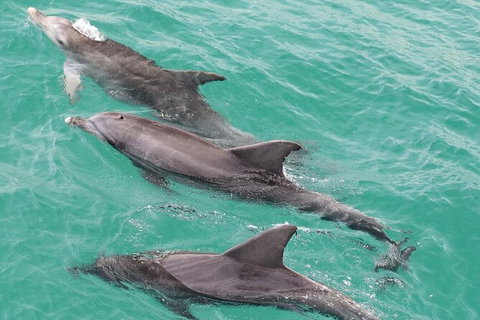 Jervis Bay Dolphin Watch Cruise - Tourism Gold Coast 7