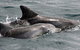 Jervis Bay Dolphin Watch Cruise - thumb 5