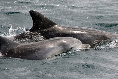 Jervis Bay Dolphin Watch Cruise - Tourism Gold Coast 5