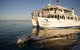 Jervis Bay Dolphin Watch Cruise - thumb 2