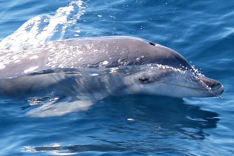 Jervis Bay Dolphin Watch Cruise - Tourism Gold Coast 3