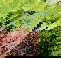 Apple Tree Creek - Tourism Gold Coast