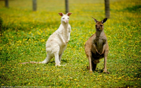 Bordertown Wildlife Park - Tourism Gold Coast 0
