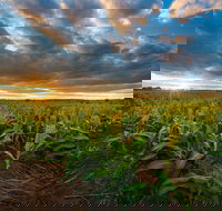 Capella - Tourism Gold Coast