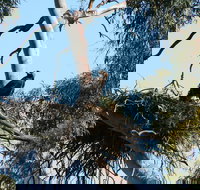 Castle Creek Reserve - Gold Coast