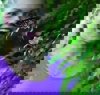 Coffs Harbour Butterfly House - Tourism Gold Coast